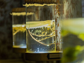 Ilazki de Portuondo. Les faiseuses d’anges, 2019 Dimensions variables, récipients de verre avec plantes, supports bois, système LED. crédit photo: Benjamin Roudet - Agrandir l'image (fenêtre modale)